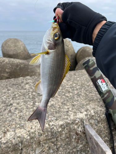 イサキの釣果