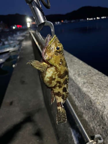 カサゴの釣果