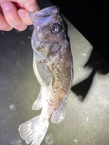 クロソイの釣果