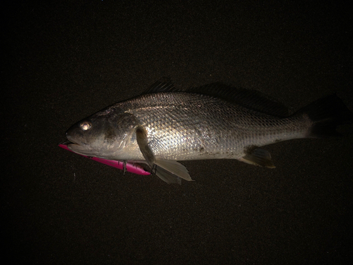 オオニベの釣果