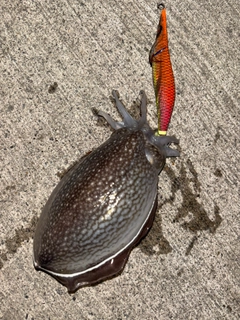 シリヤケイカの釣果