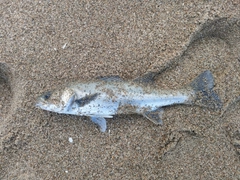 セイゴ（マルスズキ）の釣果