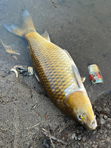 コイの釣果