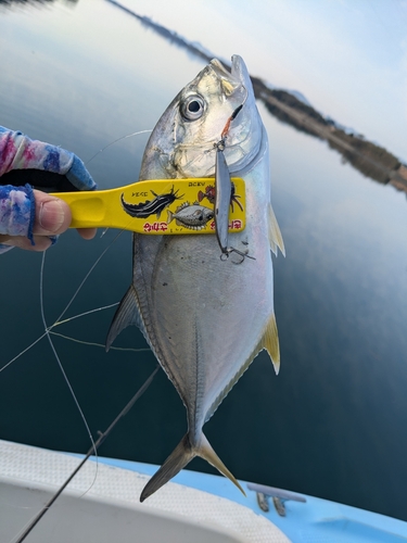 メッキの釣果