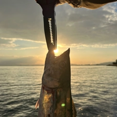 サゴシの釣果