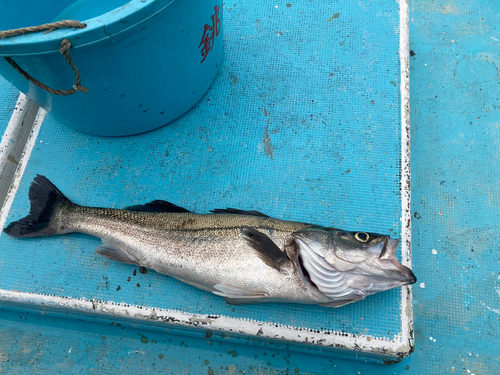 スズキの釣果