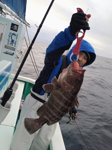 マハタの釣果