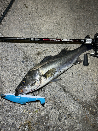 シーバスの釣果