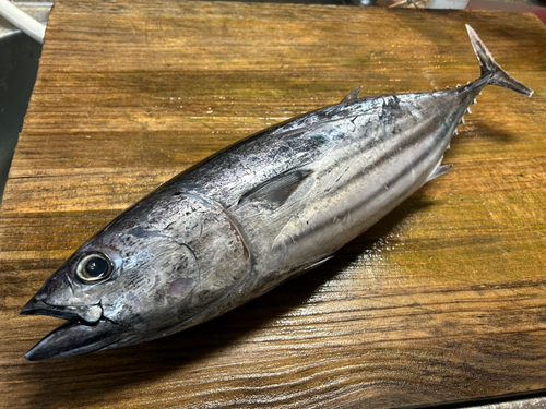 カツオの釣果