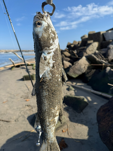 ボラの釣果