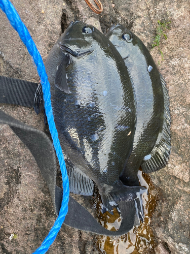 メジナの釣果