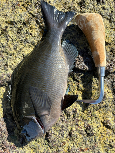 クチブトグレの釣果