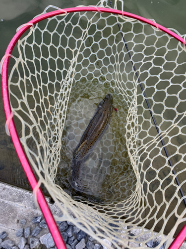 ブラウントラウトの釣果