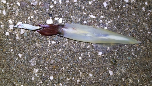 ヤリイカの釣果