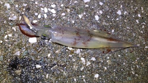 ヤリイカの釣果