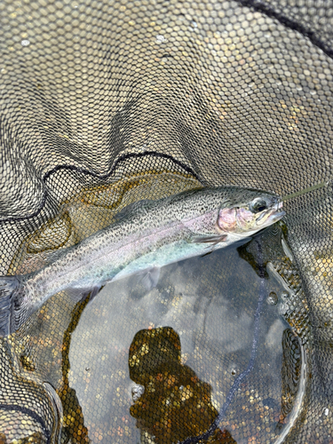 ニジマスの釣果