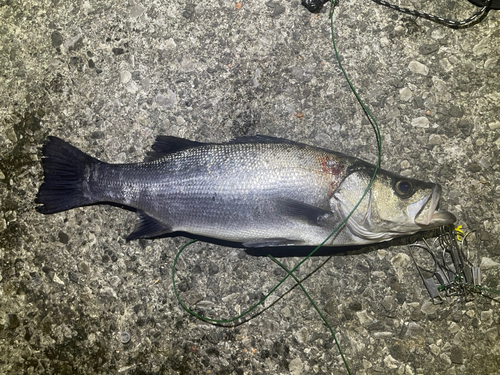 ヒラスズキの釣果