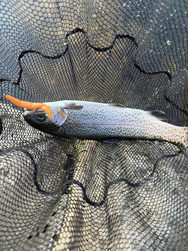 ニジマスの釣果