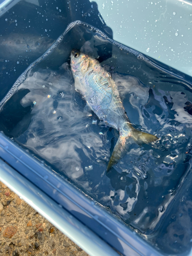 コノシロの釣果