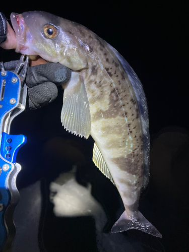 ホッケの釣果