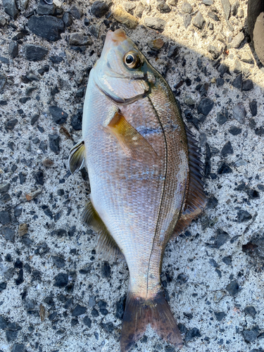 ウミタナゴの釣果