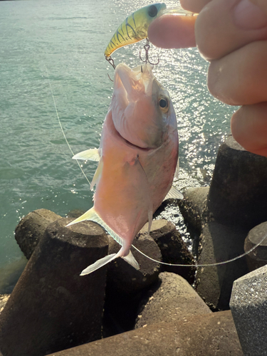 メッキの釣果