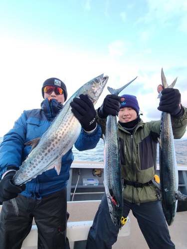 サワラの釣果