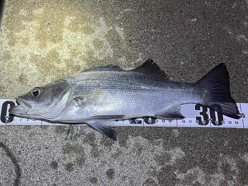 スズキの釣果