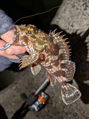 カサゴの釣果