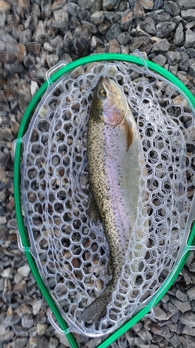 ニジマスの釣果