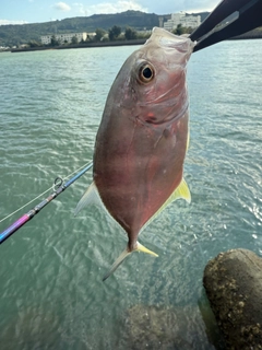 メッキの釣果