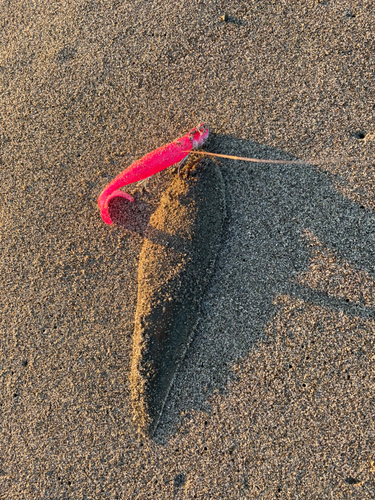 シタビラメの釣果