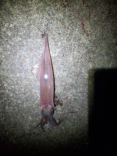 ヤリイカの釣果