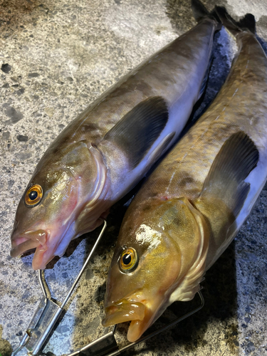 ホッケの釣果