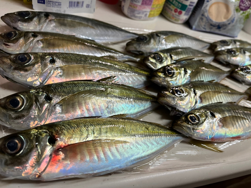 アジの釣果