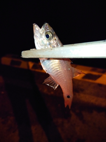 ネンブツダイの釣果