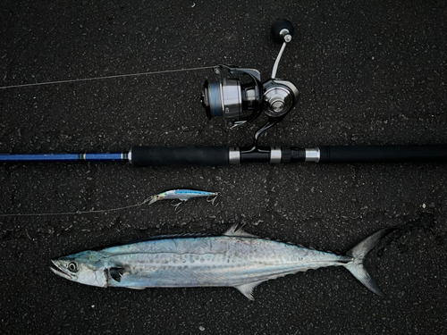 サゴシの釣果