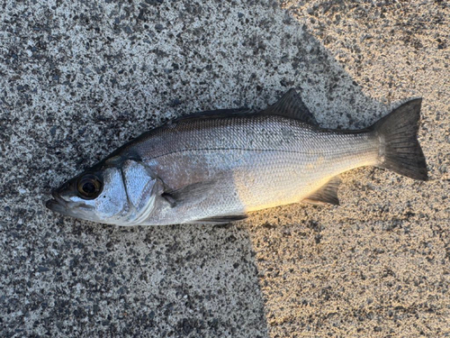 セイゴ（ヒラスズキ）の釣果