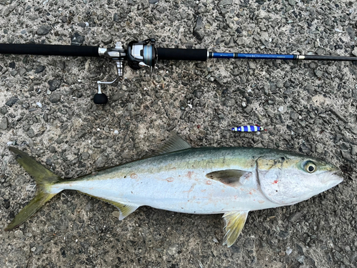 ハマチの釣果