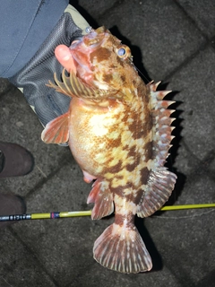 カサゴの釣果