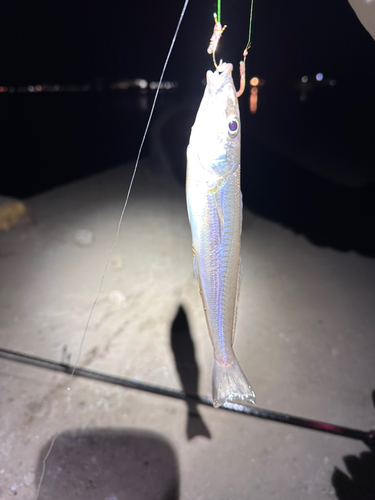 シロギスの釣果