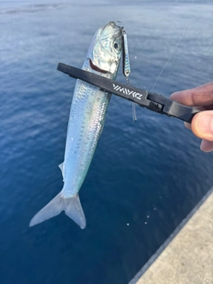 イワシの釣果