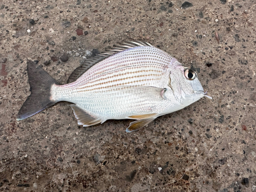 ヘダイの釣果