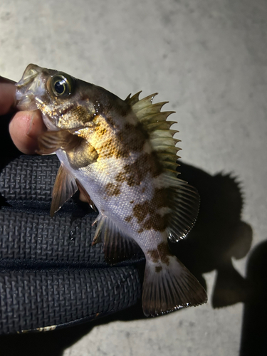 メバルの釣果