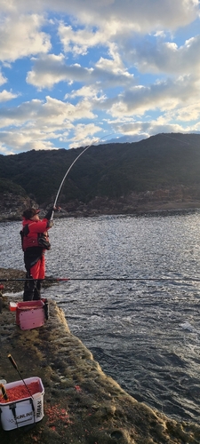 クチブトグレの釣果