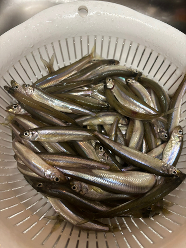 ワカサギの釣果