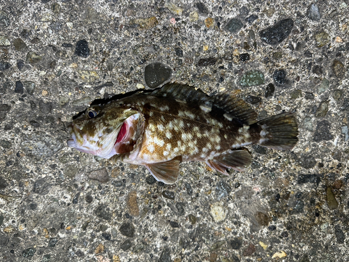 カサゴの釣果