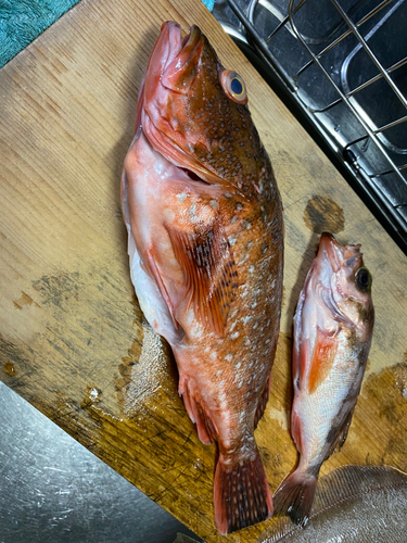 ウッカリカサゴの釣果