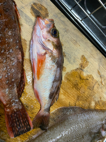 オキメバルの釣果