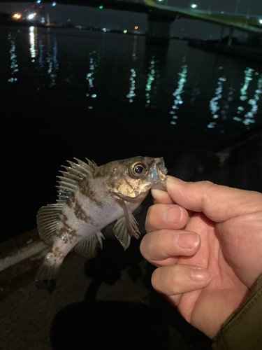 メバルの釣果